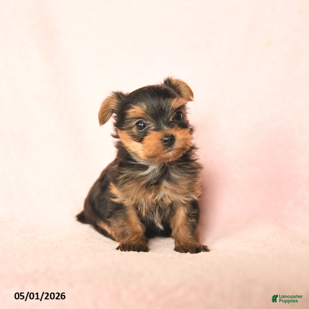 Yorkshire Terrier dogs for sale: Baxter - Ad 2