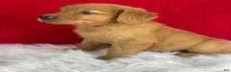 Golden Retriever dogs for sale: Piper - Ad 8