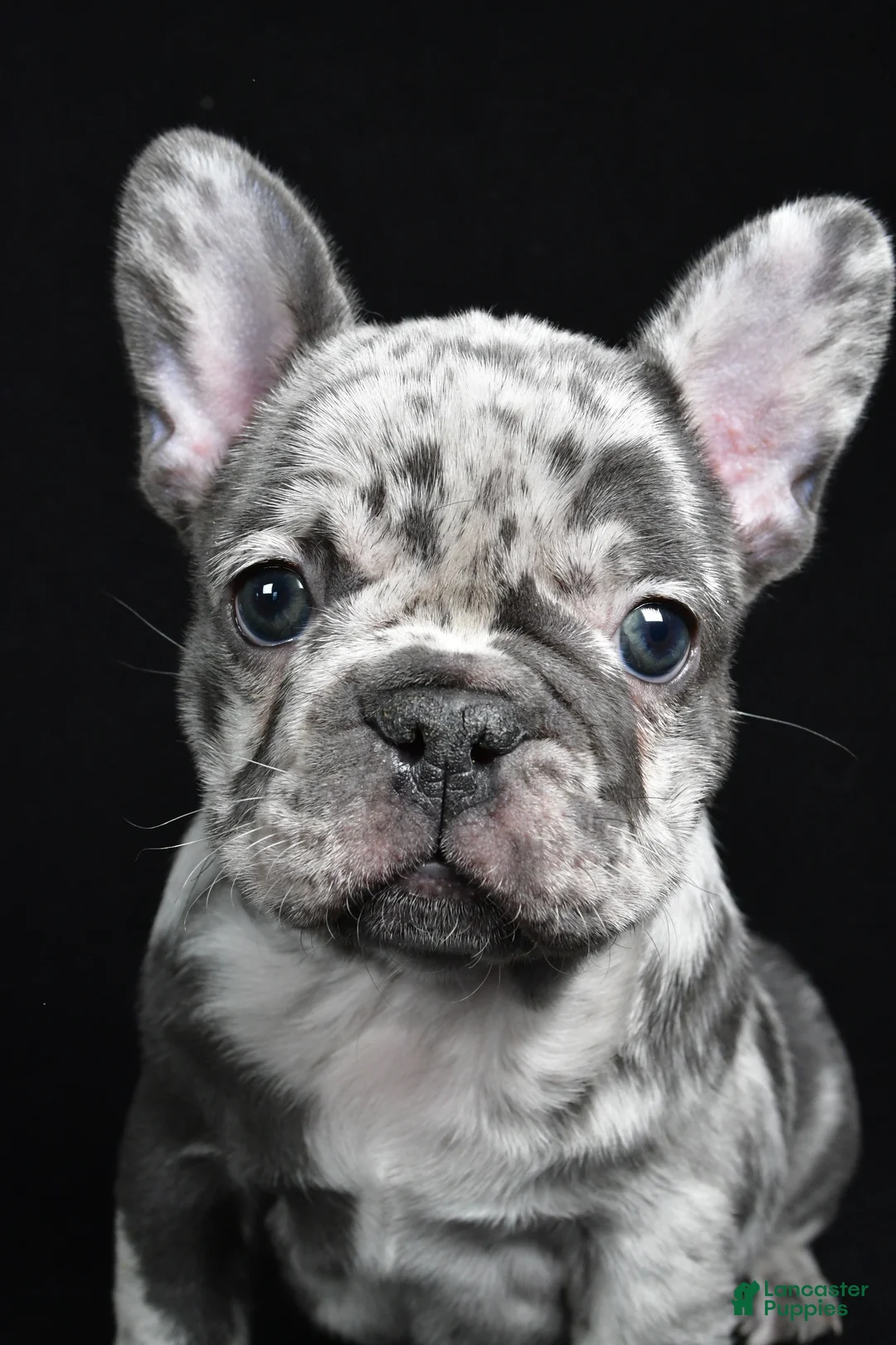 French Bulldog dogs for sale: Bella - Ad 8