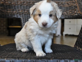 Miniature Australian Shepherd dogs Dominic - Ad 25