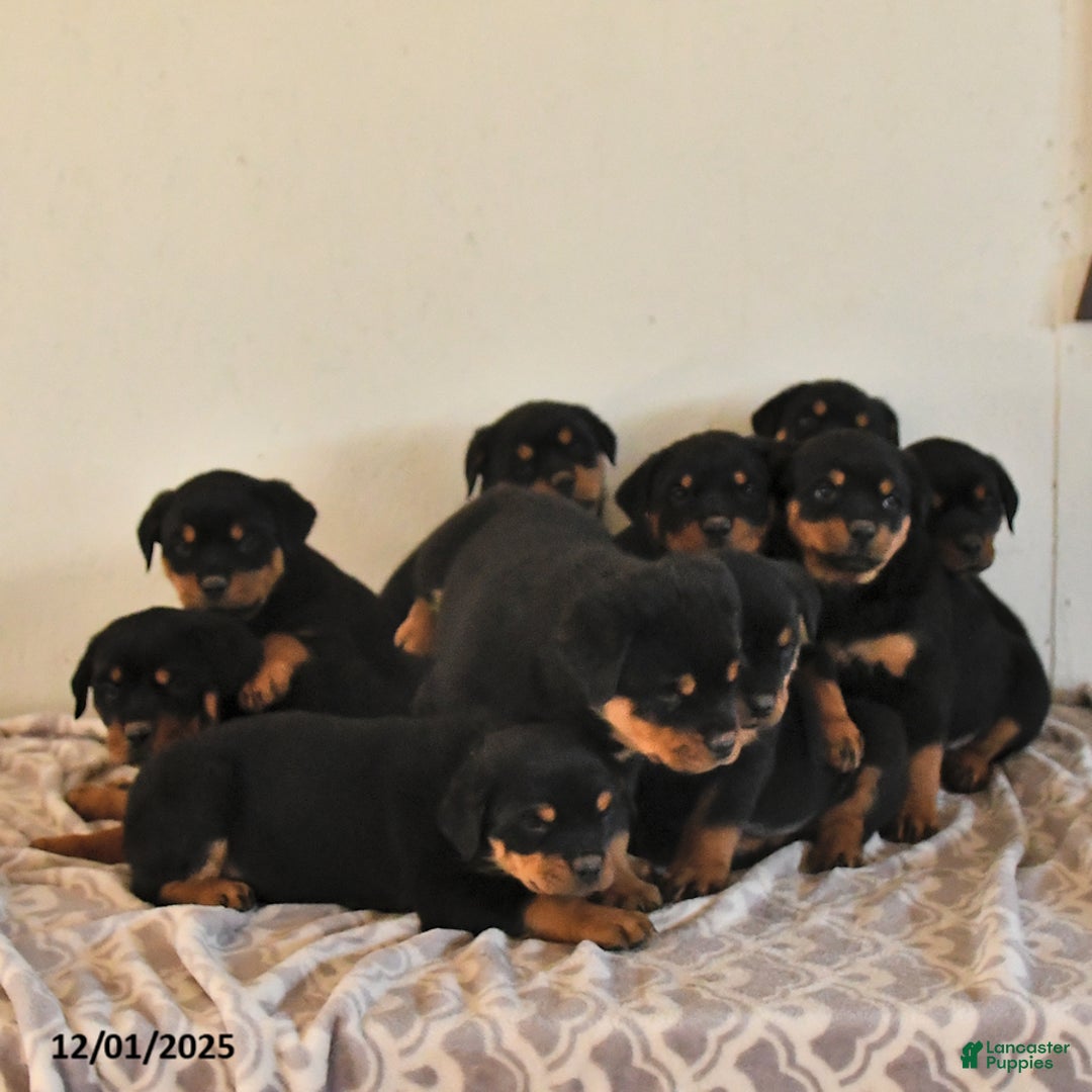 Rottweiler dogs for sale: Nyla - Ad 5