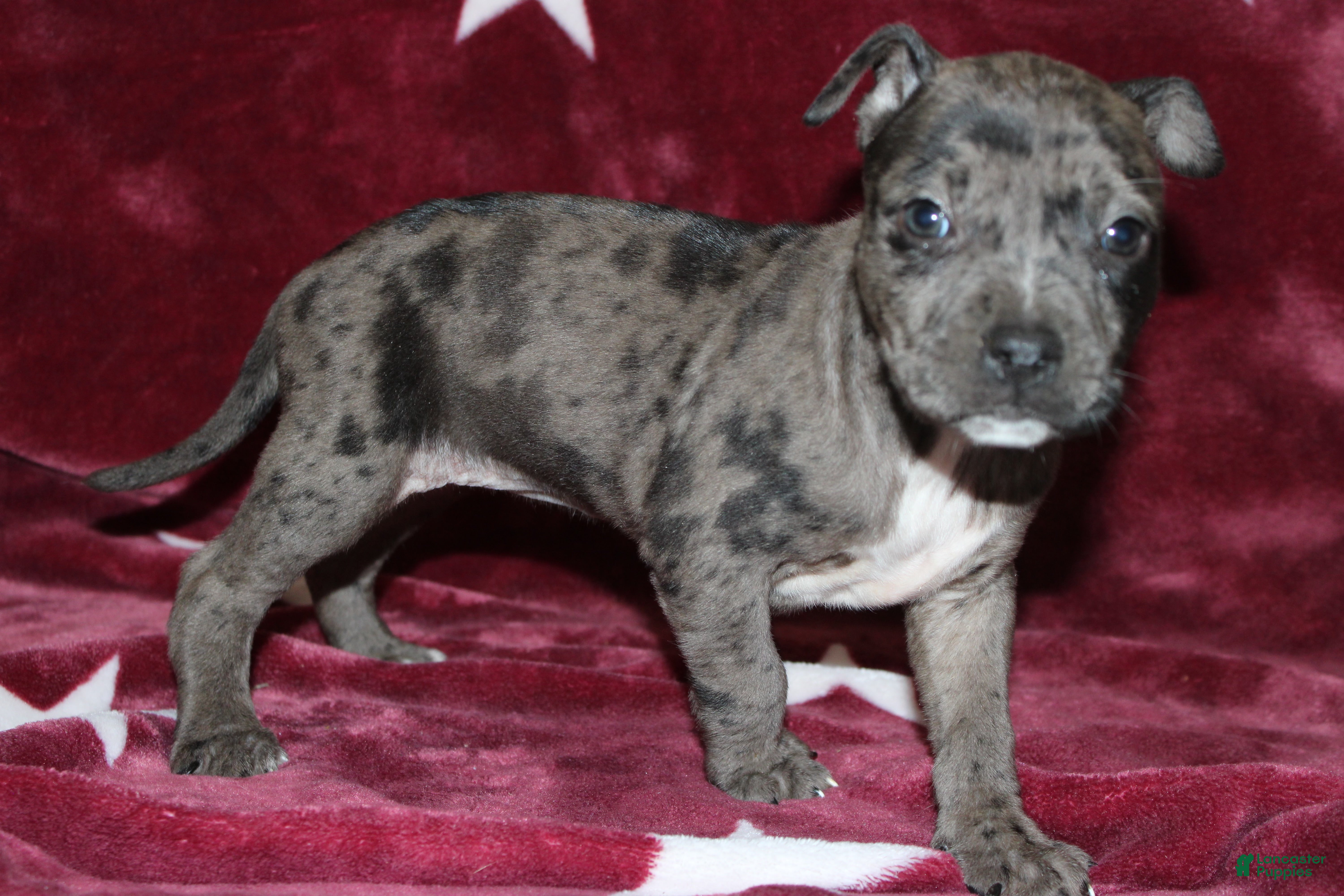 American Bully dogs Queen - Ad 9
