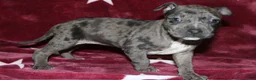 American Bully dogs for sale: Queen - Ad 1