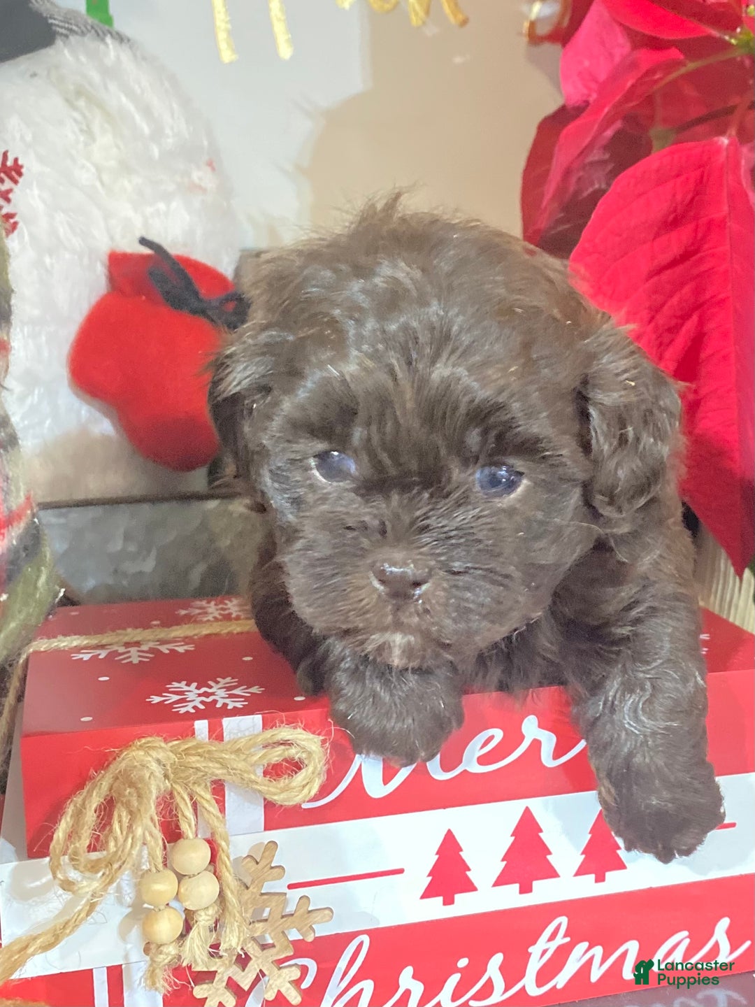 Shihpoo dogs for sale: Shihpoo Puppy 4 - Ad 3