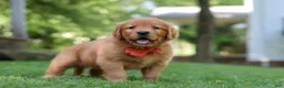 Golden Retriever dogs for sale: Scout - Ad 6