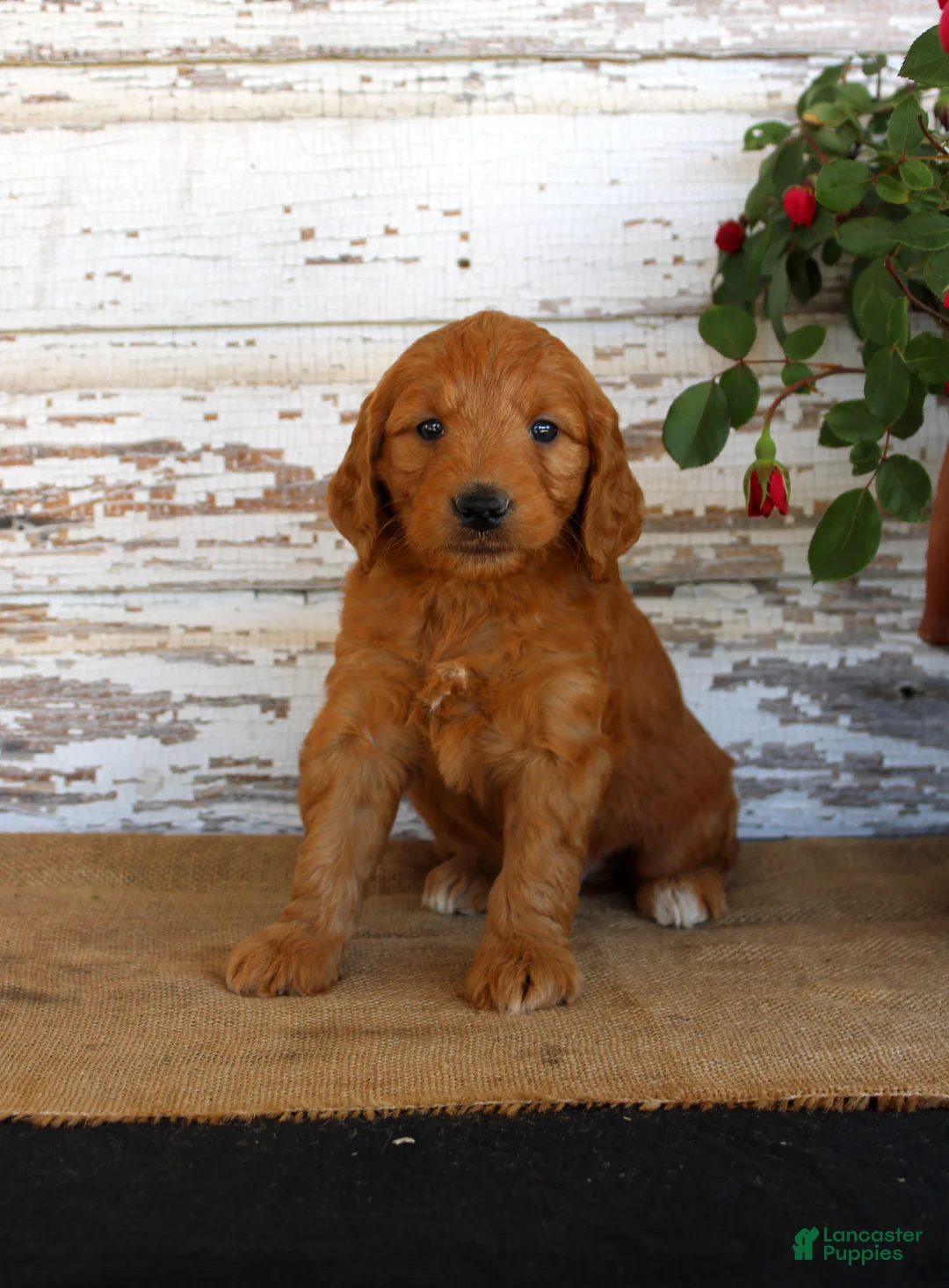 Mini Goldendoodle dogs for sale: Jaxon - Ad 1