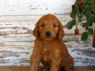Mini Goldendoodle dogs Jaxon - Ad 21