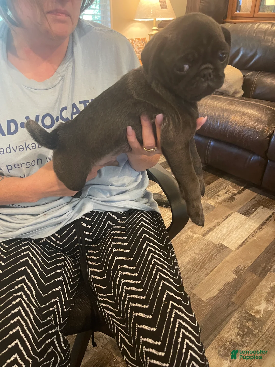 Pug dogs for sale: Pug 2 - Ad 2