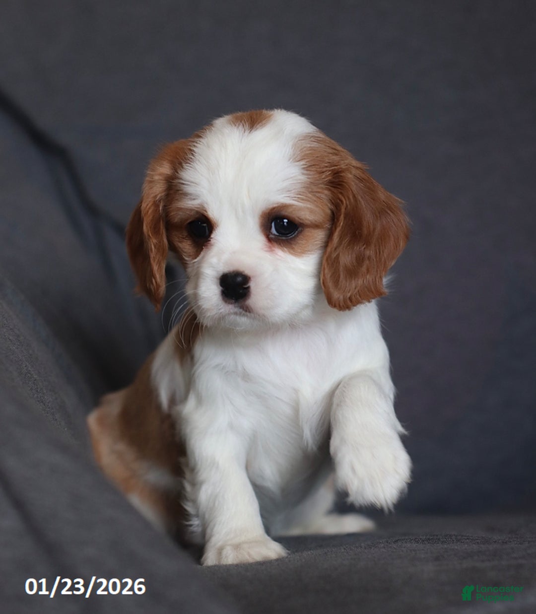 Cavalier King Charles Spaniel dogs for sale: Ivy - Ad 4