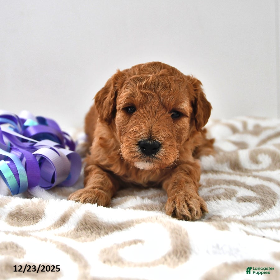 Mini Goldendoodle dogs Candy - Ad 32