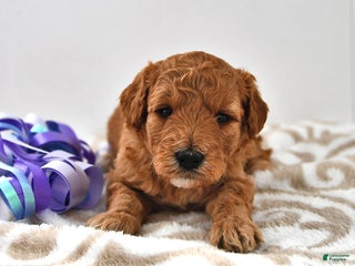 Mini Goldendoodle dogs Candy - Ad 32
