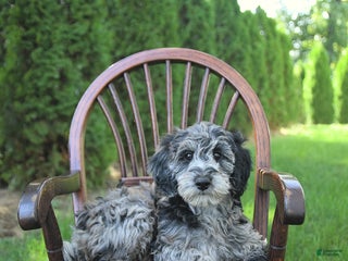 Mini Goldendoodle dogs - Ad 20