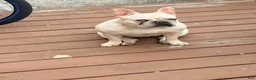 French Bulldog dogs for sale: Diesel - Ad 8