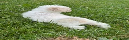 Bichpoo dogs for sale: Boots  - Ad 4