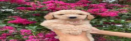 Goldendoodle dogs for sale: Sofie - Ad 5