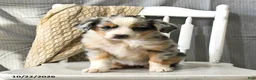 Miniature Australian Shepherd dogs for sale: Tinsel - Ad 4
