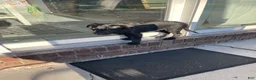 Labrador Retriever dogs for sale: Labrador Retriever 1 - Ad 8