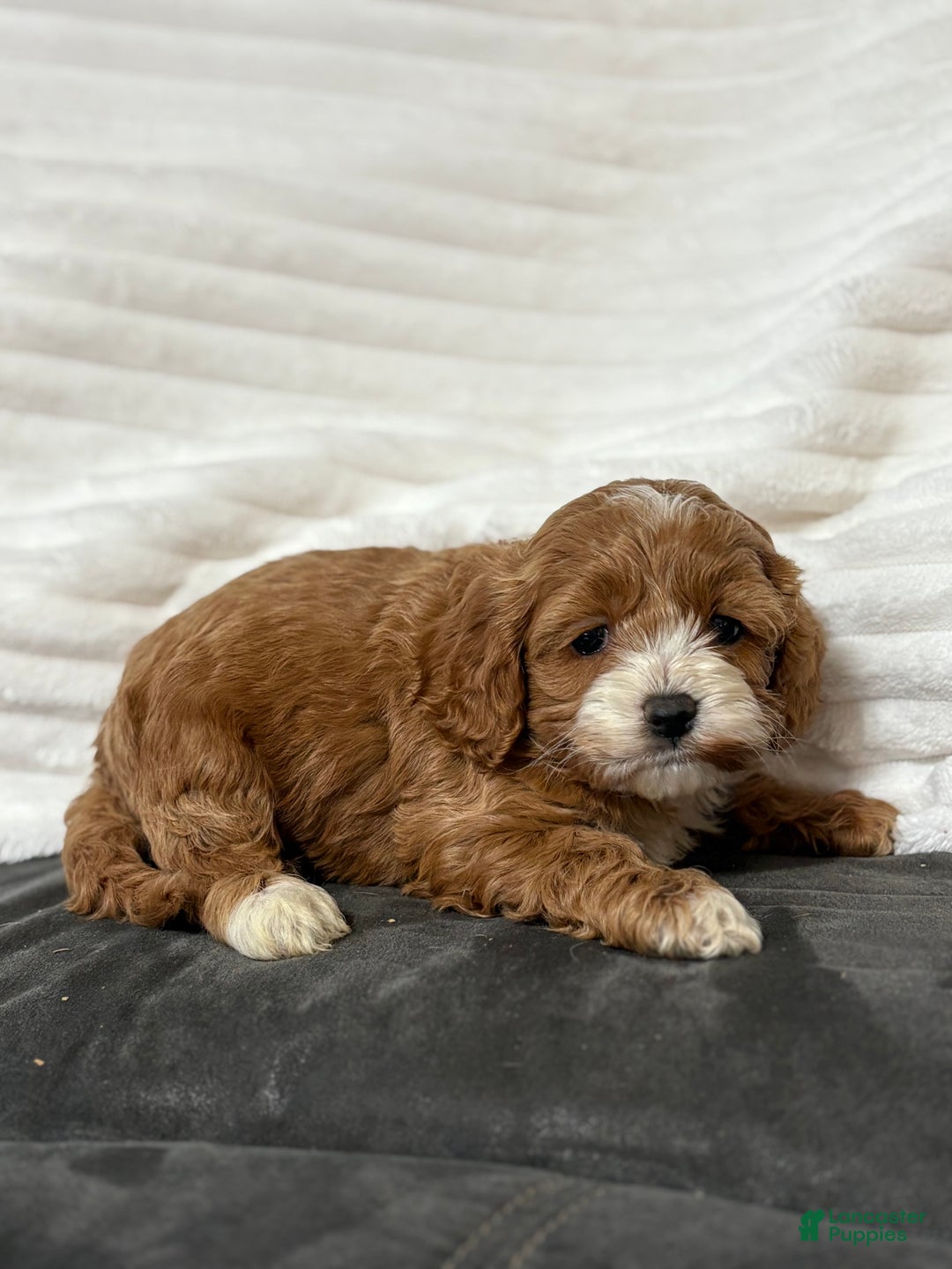 Cockapoo dogs for sale: Harper - Ad 3