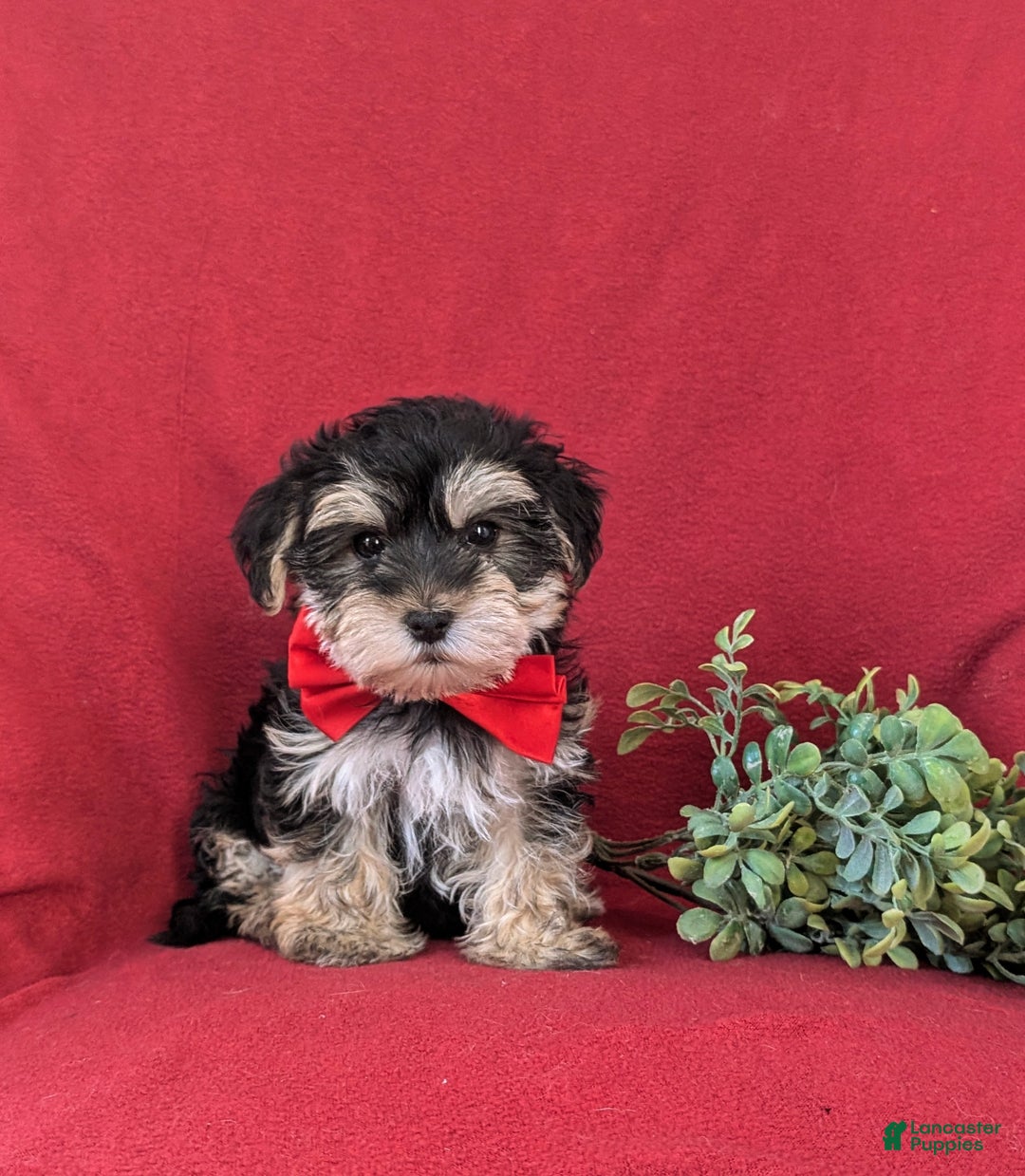Morkie dogs for sale: Chas 6 lbs Full Grown - Ad 4