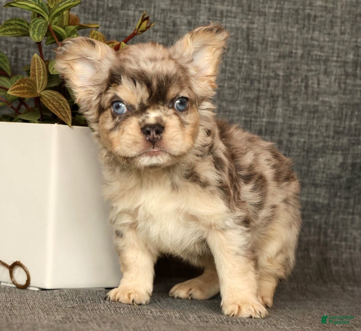 French Bulldog dogs for sale: Lonnie - Ad 9
