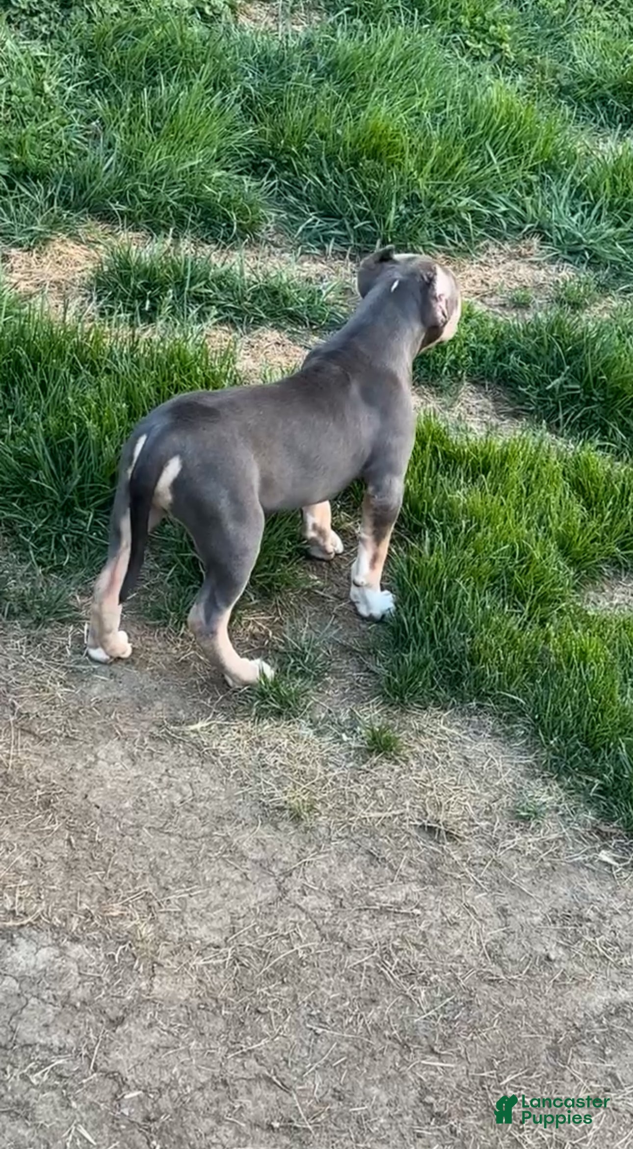 American Bully dogs American Bully Puppy 2 - Ad 2