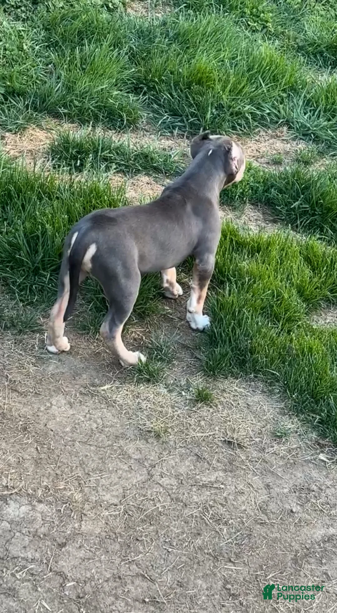 American Bully dogs for sale: American Bully Puppy 2 - Ad 2