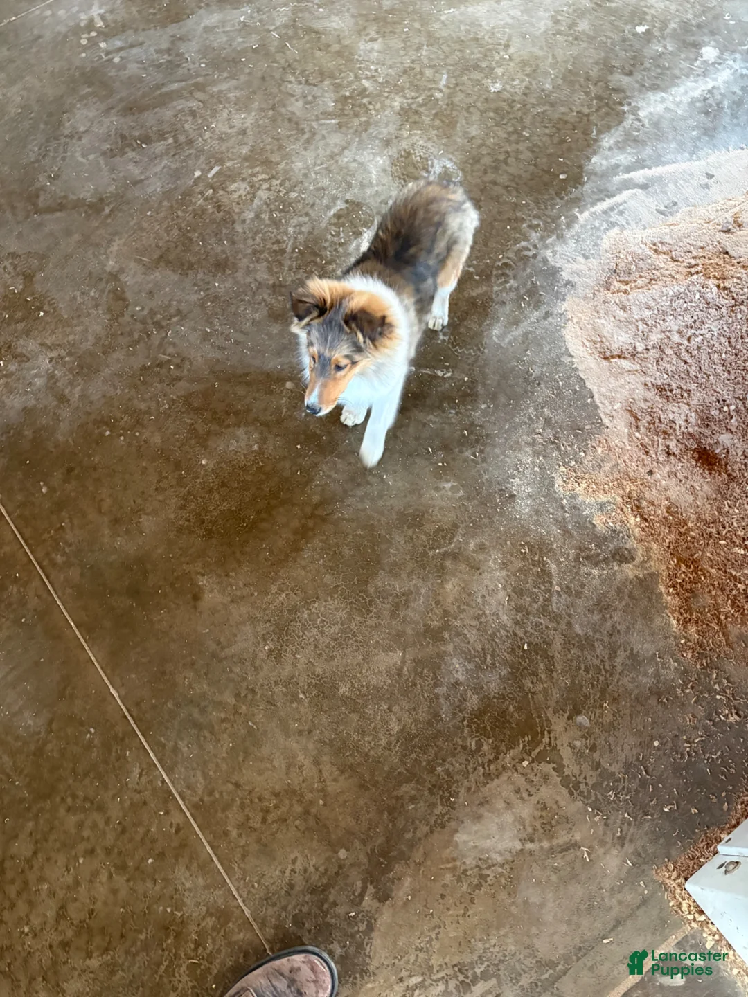 Shetland Sheepdog dogs for sale: Akc snippy  - Ad 2