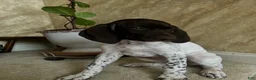 German Shorthaired Pointer dogs for sale: German Shorthaired Pointer Puppy 1 - Ad 17