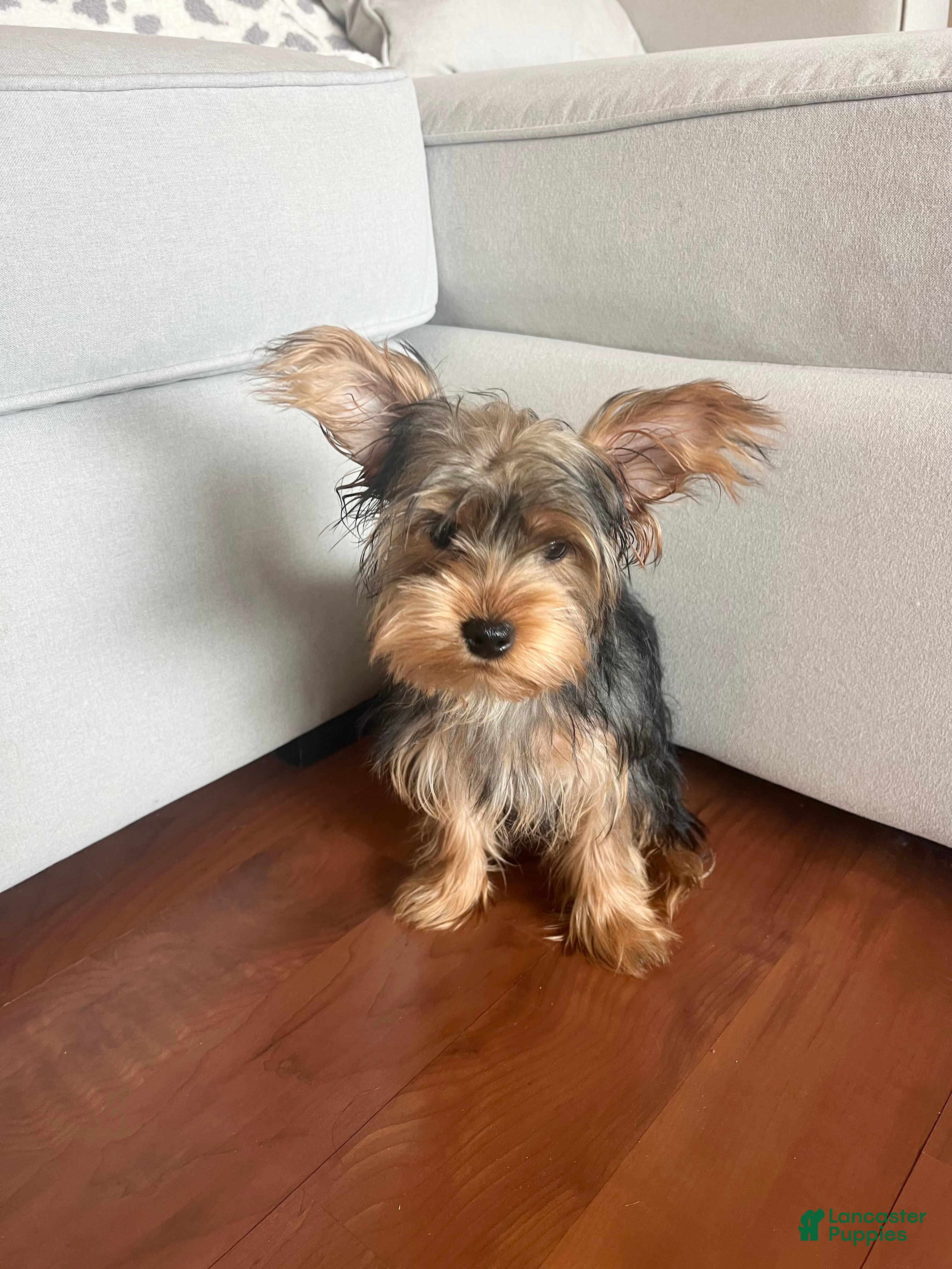 Yorkiepoo dogs Yorkiepoo Puppy 1 - Ad 24
