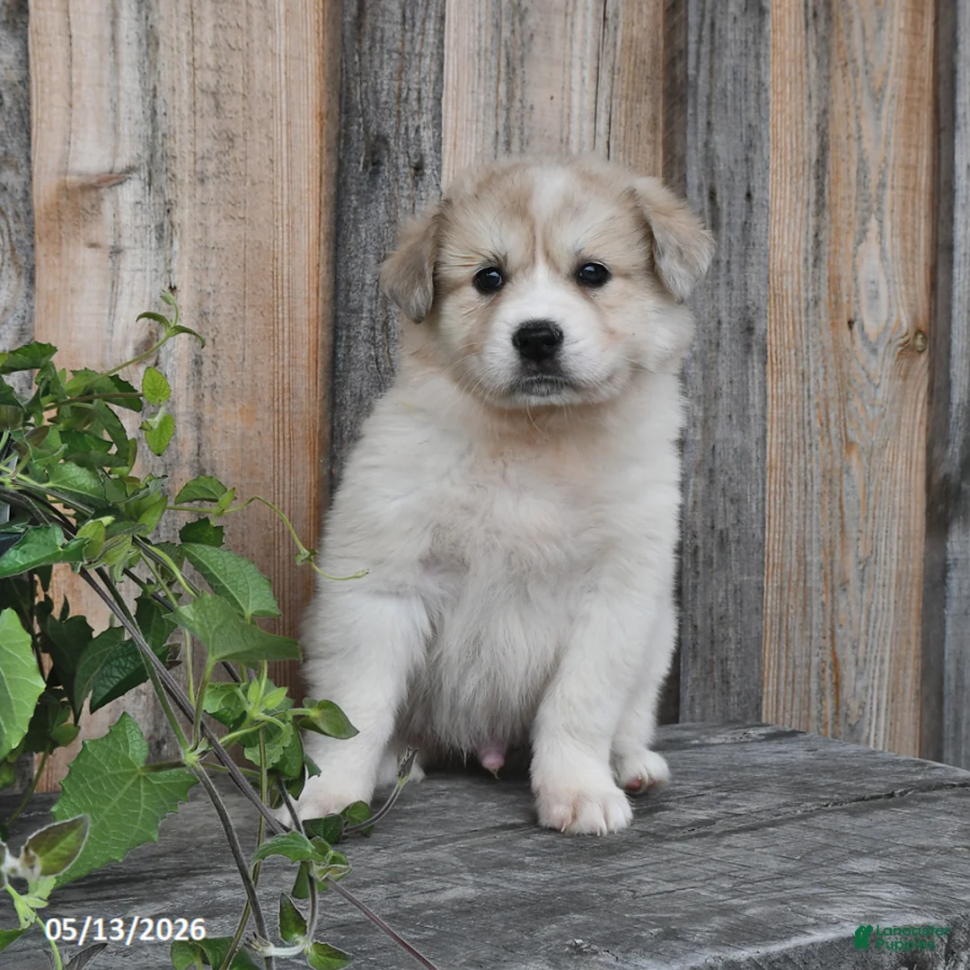 Mixed Breed dogs for sale: Sid  - Ad 1