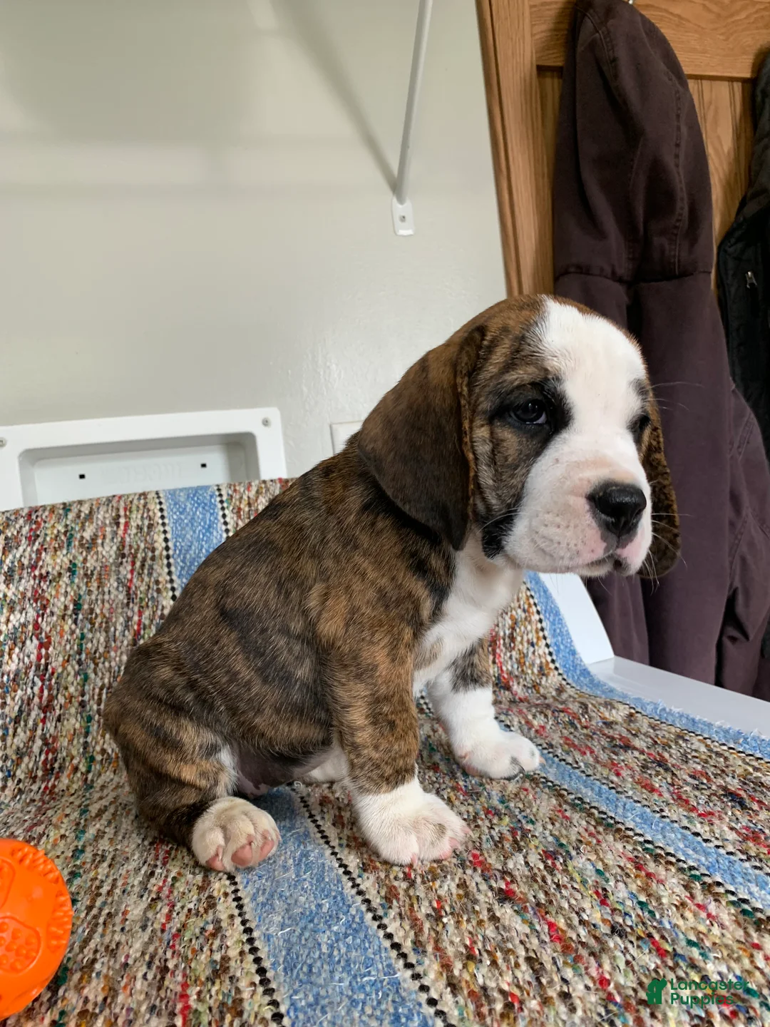 Beabull dogs for sale: Gabby - Ad 2