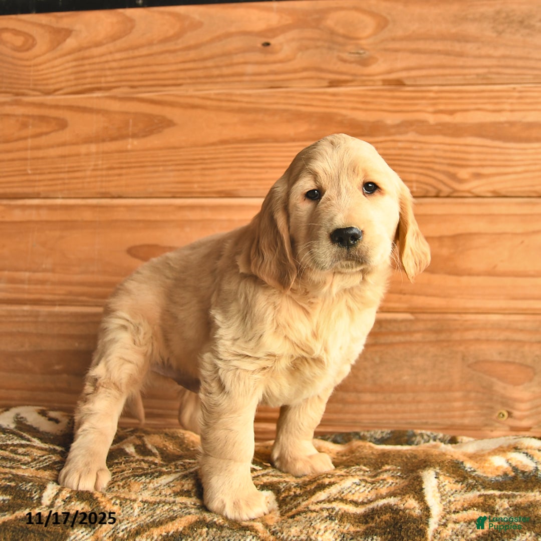 Golden Retriever dogs for sale: Carter  - Ad 1