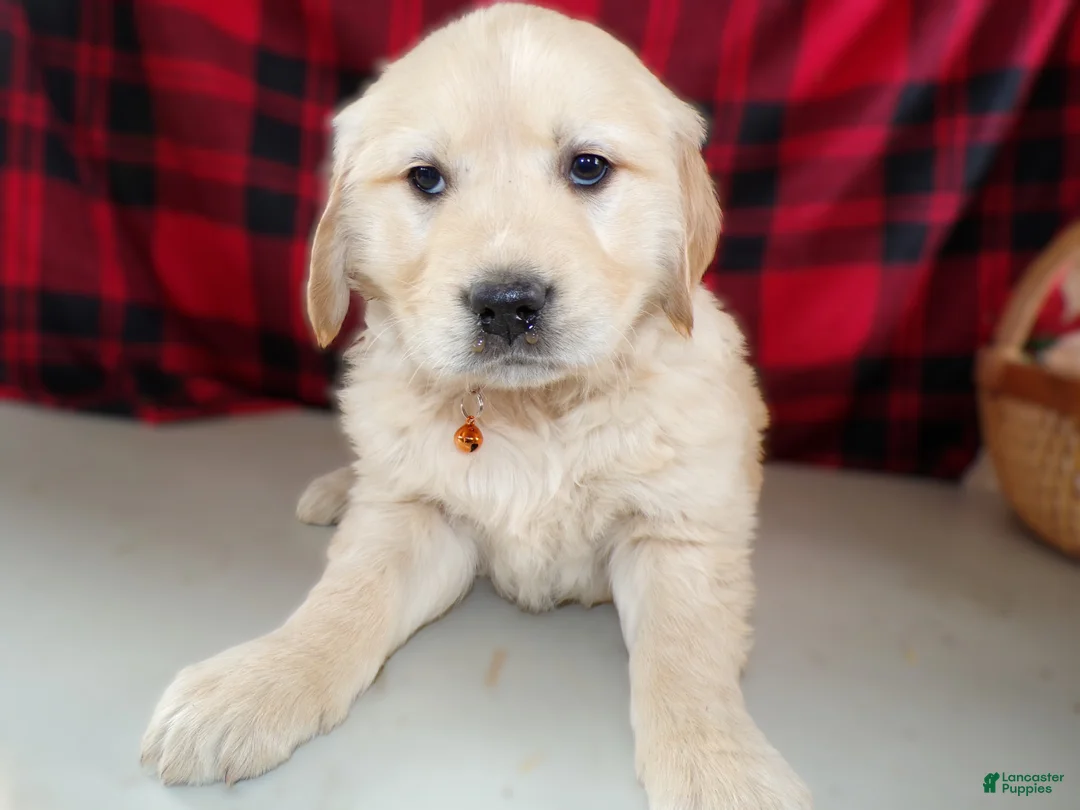 Golden Retriever dogs for sale: Golden Retriever Puppy 7 Brook - Ad 3