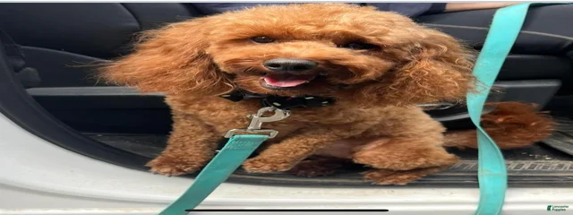 Tucker