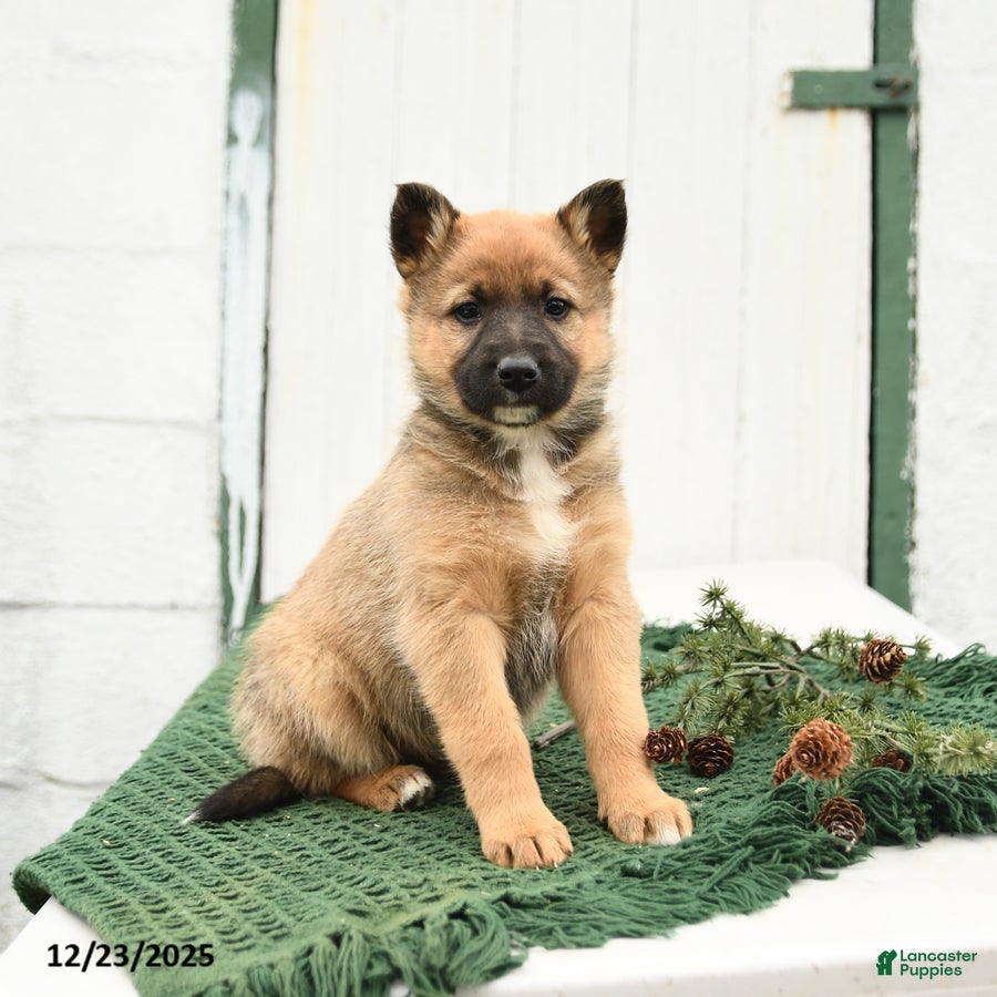 Mixed Breed dogs Beauty - Ad 2