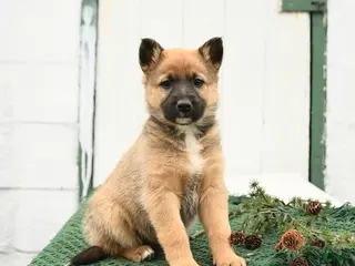 Mixed Breed dogs Beauty - Ad 9