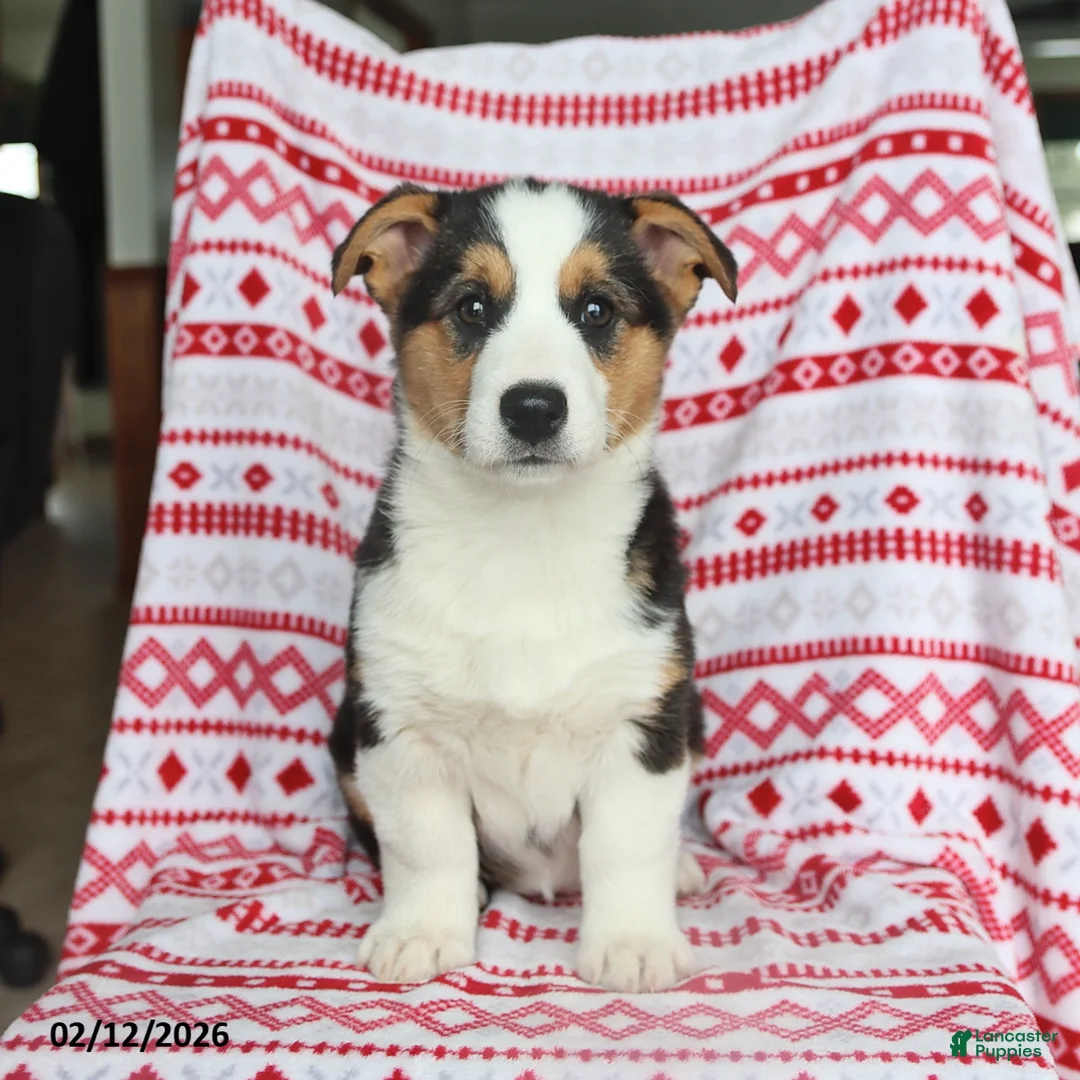 Welsh Corgi Pembroke dogs for sale: Irene - Ad 5