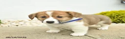 Welsh Corgi Pembroke dogs for sale: Banner - Ad 4