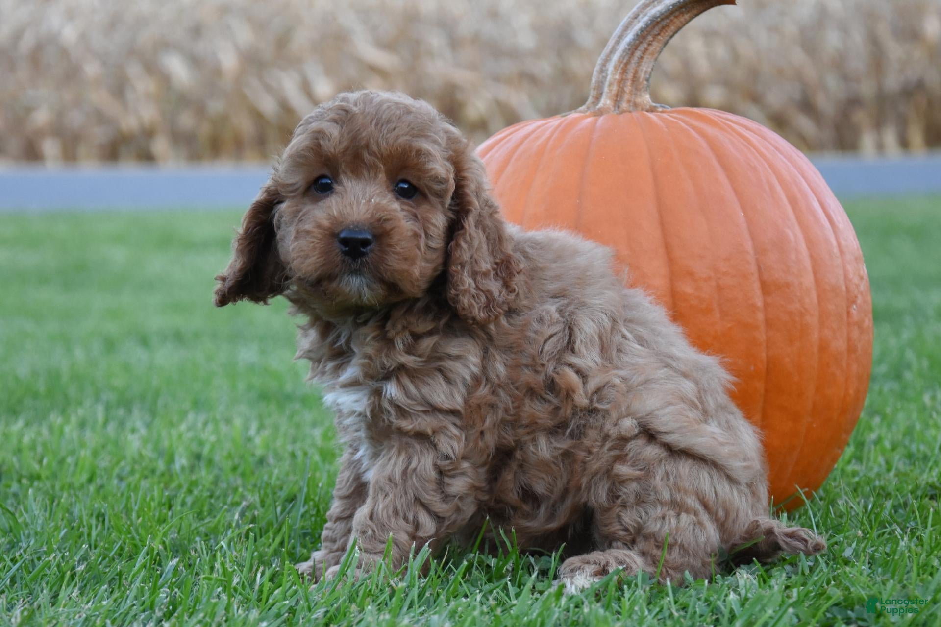 Cockapoo dogs for sale: Peaches - Ad 2
