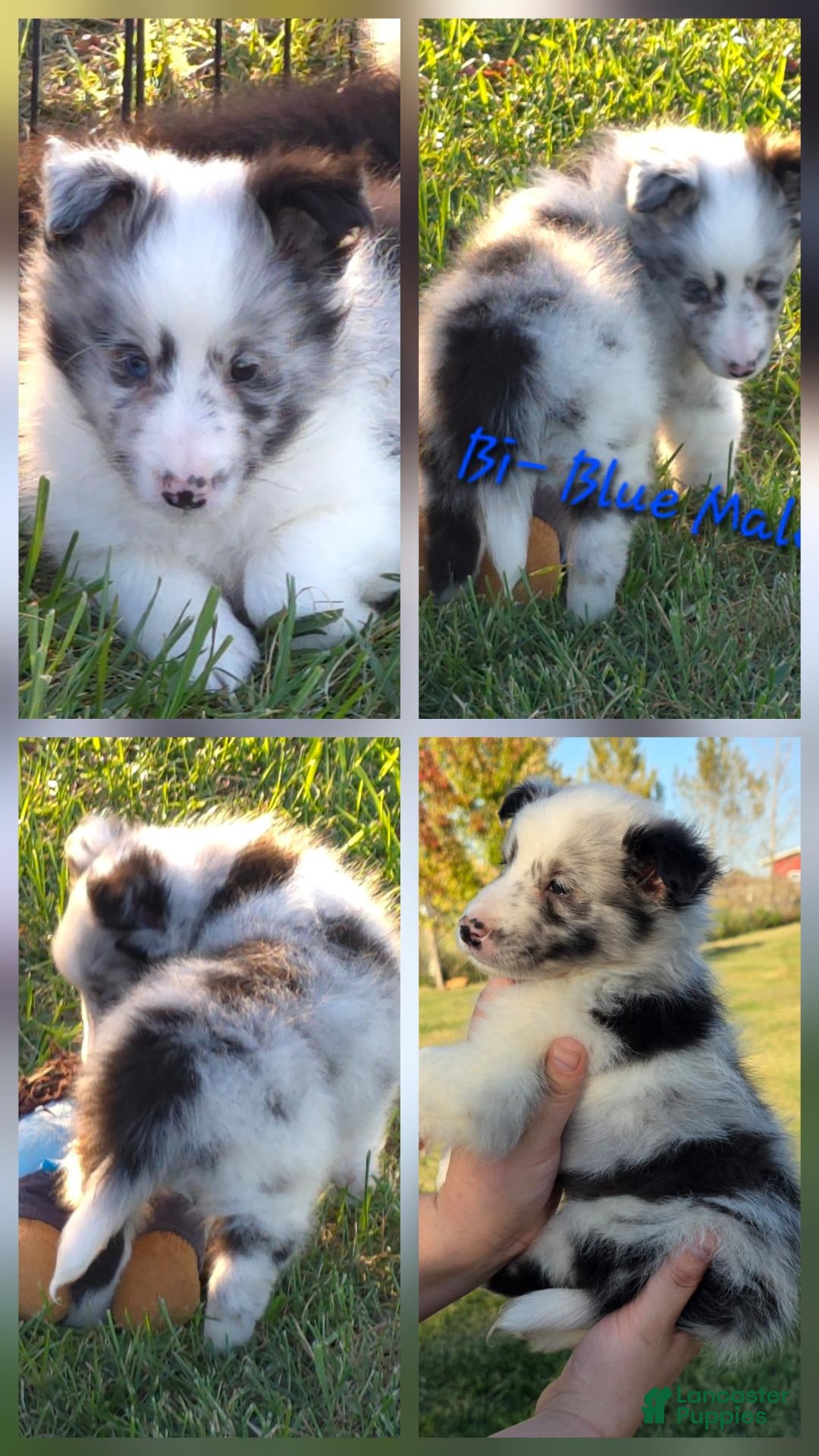 Shetland Sheepdog dogs for sale: Milo - Ad 30