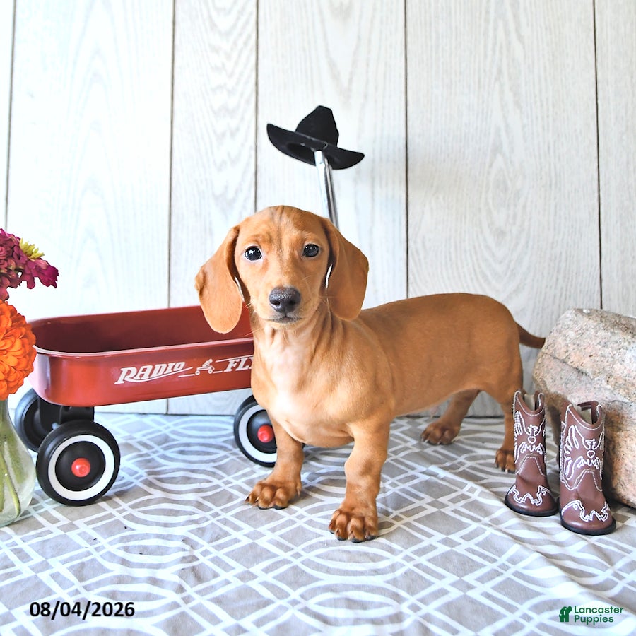 Miniature Dachshund dogs Casey - Ad 2