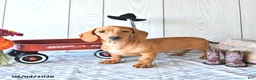 Miniature Dachshund dogs for sale: Casey - Ad 2