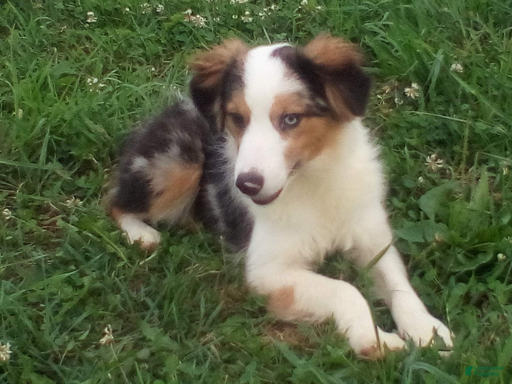 Miniature Australian Shepherd dogs Hadassah - Ad 2