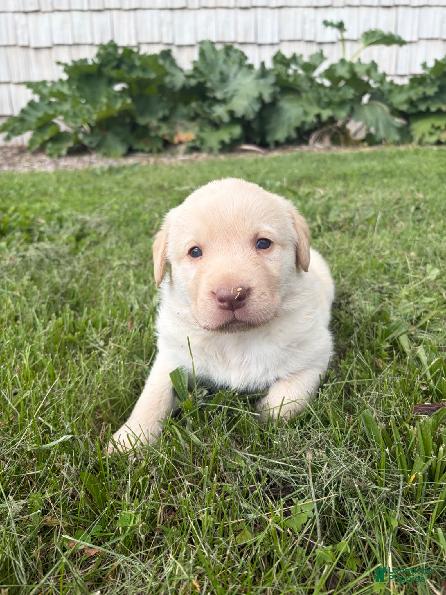 Labrador Retriever dogs Georgie - Ad 1