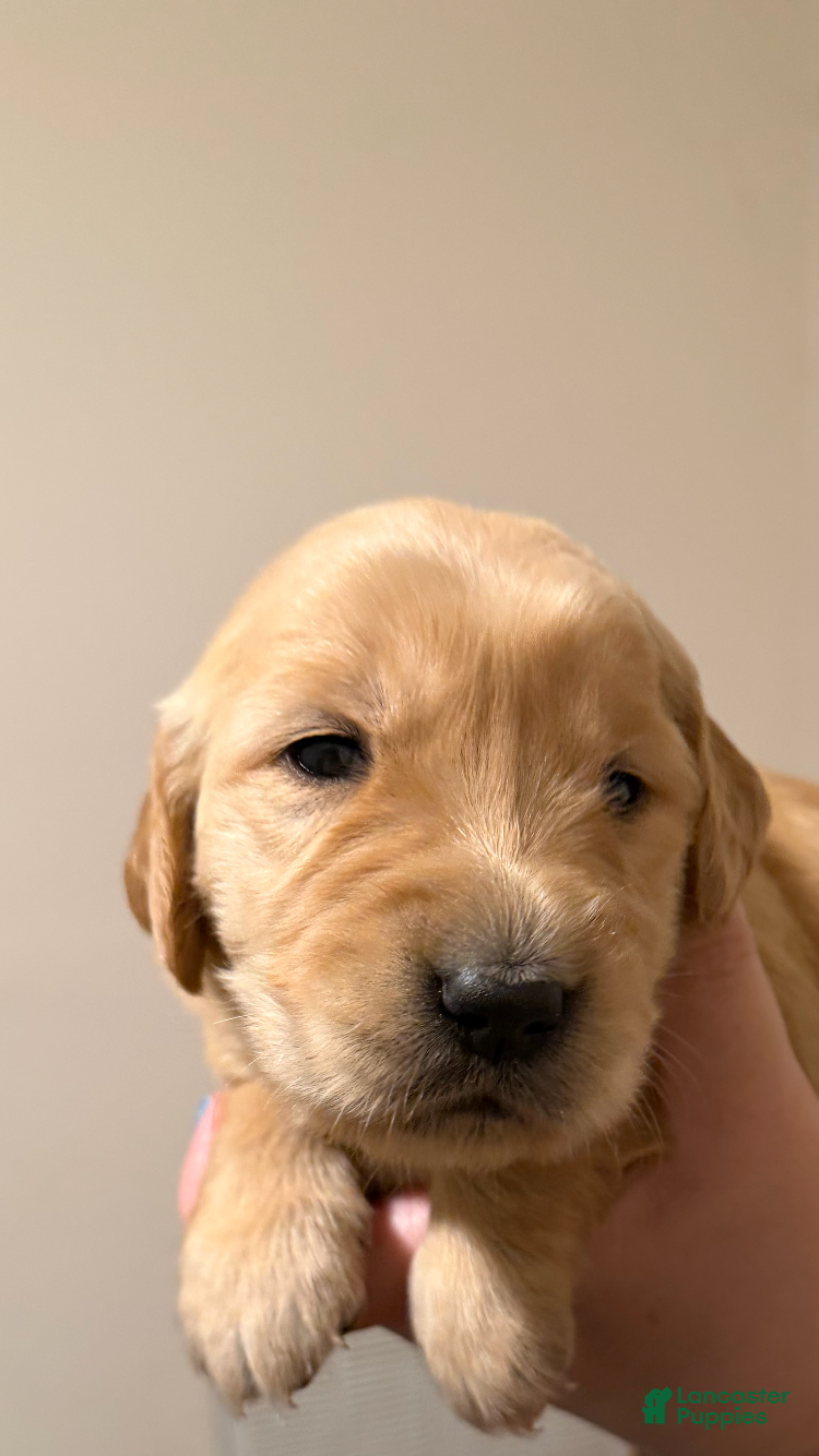 Golden Retriever dogs Golden Retriever 5 - Ad 40