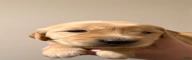 Golden Retriever 5