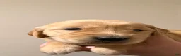 Golden Retriever dogs for sale: Golden Retriever 5 - Ad 1