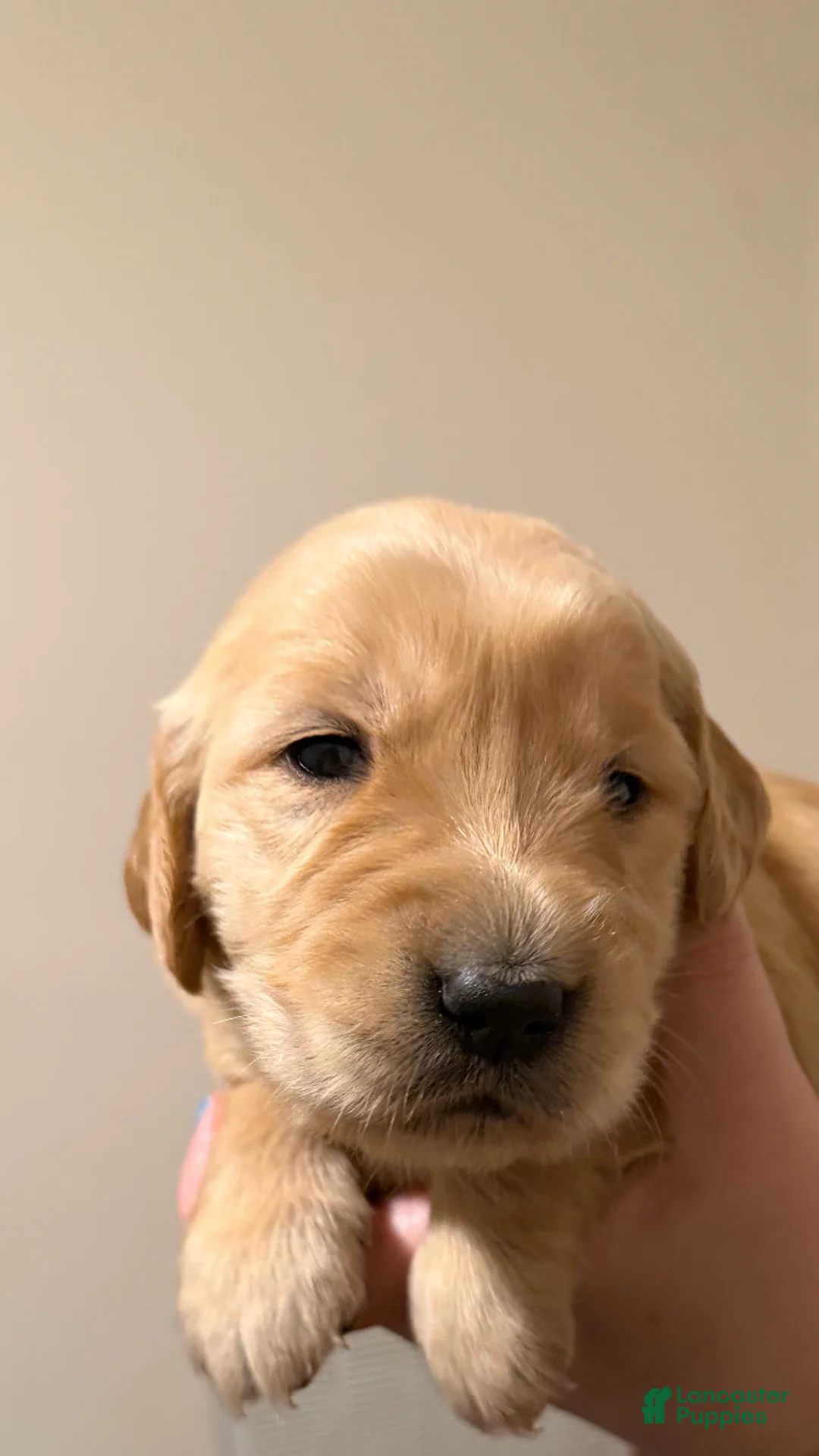 Golden Retriever dogs for sale: Golden Retriever 5 - Ad 1