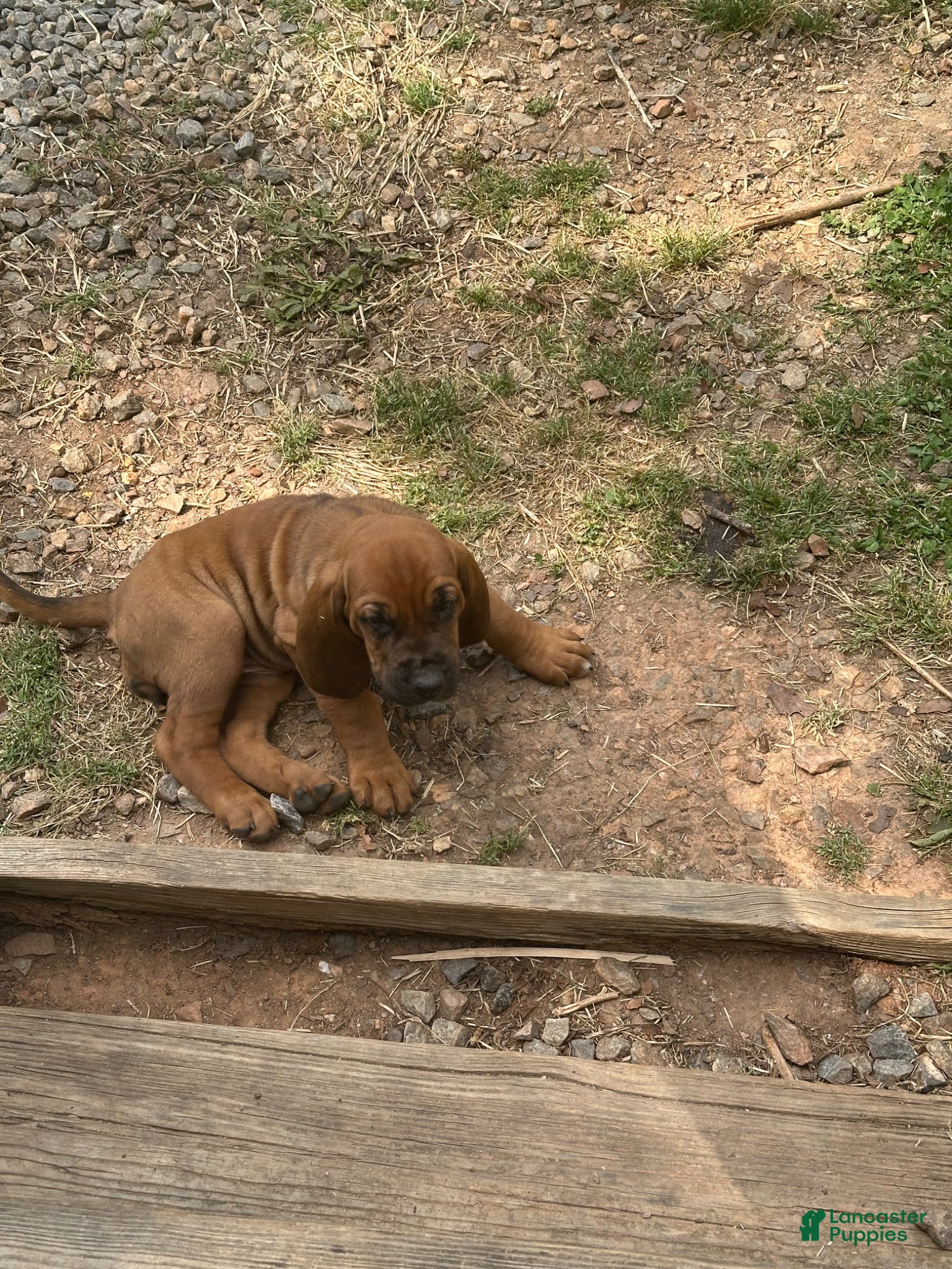 Bloodhound dogs for sale: Bloodhound Puppy 7 - Ad 23