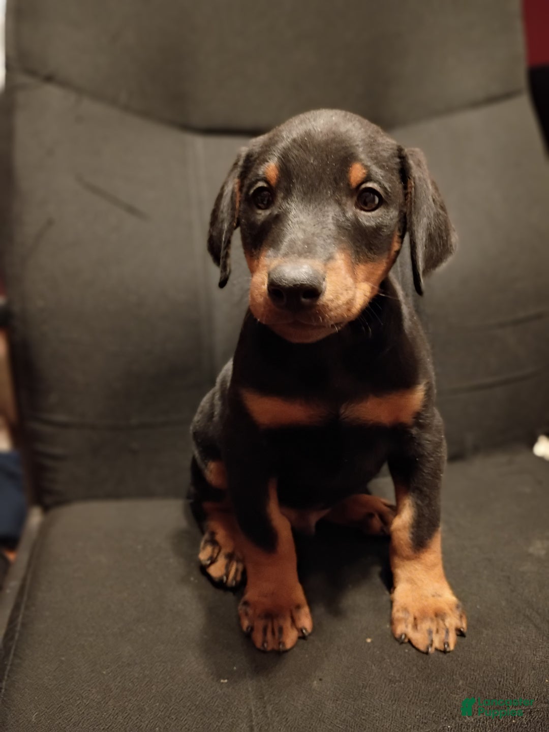 Doberman Pinscher dogs for sale: Koda - Ad 1